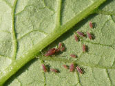 Garden Insect Pests: Aphids