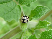 Garden Allies: Fourteen Spotted Ladybug (propylea 14-punctata)