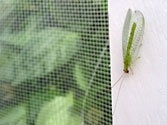 Organic Garden Beneficial Insect: Green Lacewing (chrysoperla carnea)