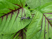 Organic Garden Beneficial Insect: Great Black Wasp (sphex pensylvanicus)
