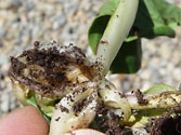 Garden Insect Pests: Cabbage Root Maggots (delia radicum)