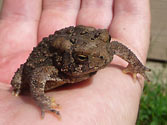 Organic Garden Beneficial Insect: American Toad (anaxyrus americanus)