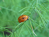 Organic Garden Beneficial Insect: Lady Bug (pupae)