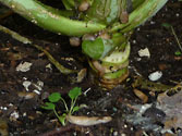 Garden Insect Pests: Slugs
