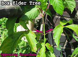 Box Elder Tree (Poison Ivy Look Alike): Opposing Branches