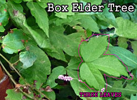 Leaves of Three (but NOT Poison Ivy): Young Box Elder Tree