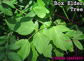 Box Elder Tree Leaf: Eventually Develops 5 Leaflets