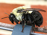 Organic Garden Beneficial Insect: Bumblebee (Bombus)