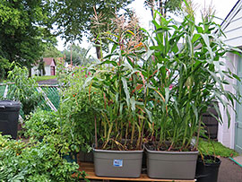 Corn Grown in Self-Watering Tote