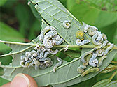 Garden Insect Pests: Dogwood Sawfly Larvae (Macremphytus tarsatus)