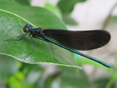 Organic Garden Beneficial Insect: Ebony Jewelwing (Calopteryx maculata)
