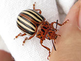 Garden Insect Pests: False Potato Beetle (Leptinotarsa juncta)