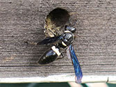 Organic Garden Beneficial Insect: Four-toothed Mason Wasp (Monobia quadridens)
