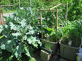 Garden Vegetables Grown in Self-Watering Tote