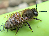 Organic Garden Beneficial Insect: Honey Bee (Apis)