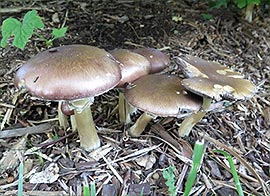 Identification: Cluster of Wine Cap Mushrooms with Reddish Copper Caps