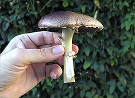 Identification: Opened Wine Cap Mushroom - Ideal for Harvesting