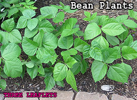 Leaves of Three (but NOT Poison Ivy): Legume Bean Plants