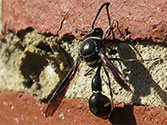 Organic Garden Beneficial Insect: Mud Dauber Wasp