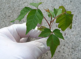 Poison Ivy Seedling: Learn to Recognize It