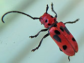Garden Insect Pests: Red Milkweed Beetle (Tetraopes tetrophthalmus)
