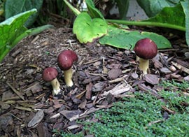 Small Red Wine Cap Mushroom Buttons: Popping Up Under Comfrey