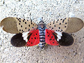 Garden Insect Pests: Spotted Lanternfly (Lycorma delicatula) Adult