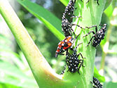 Garden Insect Pests: Spotted Lanternfly (Lycorma delicatula) Late & Early Stage Nymphs