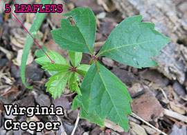 Virginia Creeper Seedling: Eventually has 5 leaflets