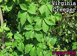 Virginia Creeper Vine: With 5 distinct leaflets