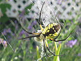 Organic Garden Beneficial Insect: Yellow Garden Spider (Argiope aurantia) [Arachnid]